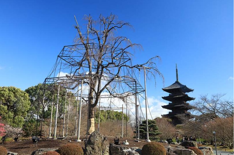 2019京都赏樱,京都樱地之花开时间