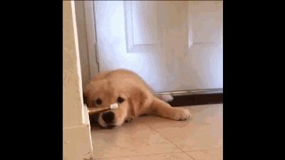 金毛犬哪个品种比较好养,金毛来了只不速之客