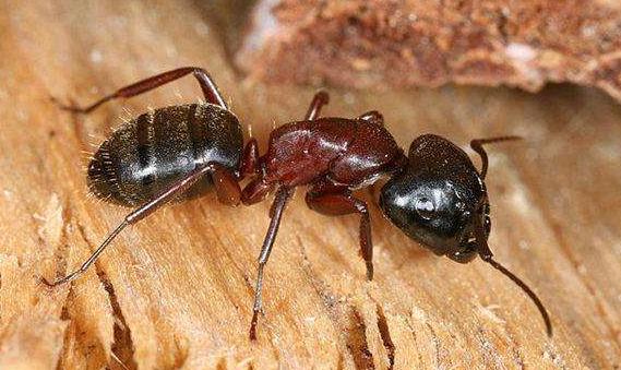 大型蚁类虫子带翅膀,全异巨首蚁各种种类蚂蚁体型