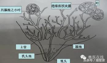 涨姿势：母猪乳腺内部结构详解