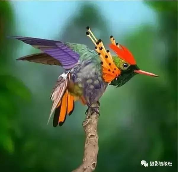 鸟类百科大全视频,鸟类大全包括孔雀吗