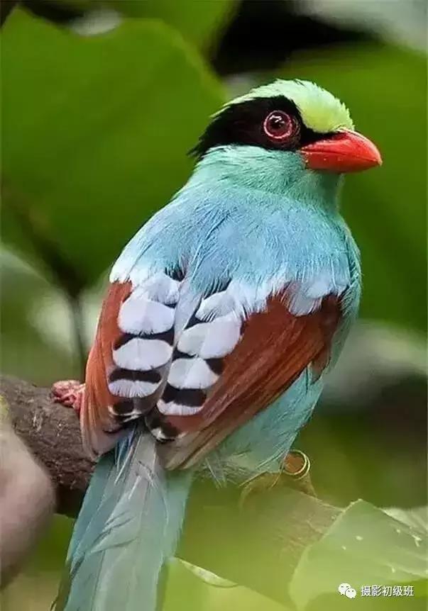 鸟类百科大全视频,鸟类大全包括孔雀吗