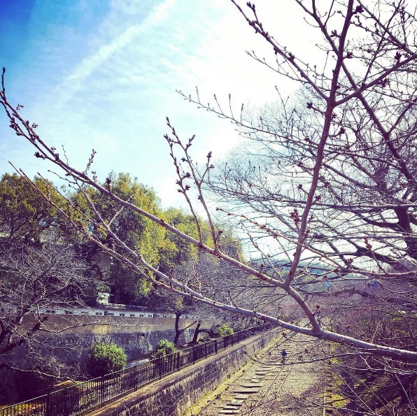 2019京都赏樱,京都樱地之花开时间