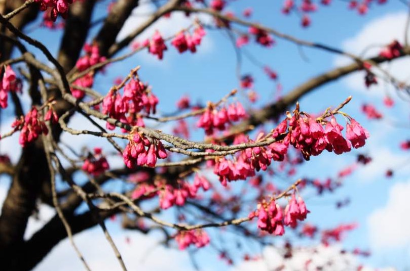 2019京都赏樱,京都樱地之花开时间