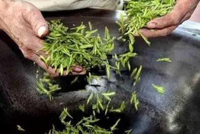茶绿茶叶知识大全,茶知识大全龙井茶