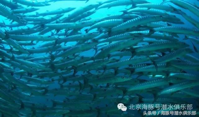 菲律宾最佳潜水地点在哪里,菲律宾五天四夜旅游