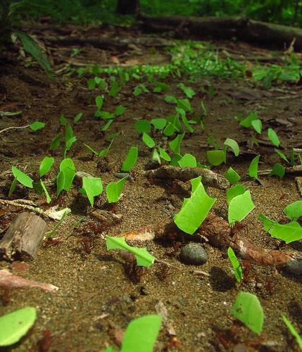 大型蚁类虫子带翅膀,全异巨首蚁各种种类蚂蚁体型