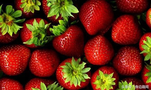 吃草莓的时节哪些草莓不能吃,四季草莓好吃还是奶油草莓好吃