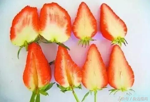 吃草莓的时节哪些草莓不能吃,四季草莓好吃还是奶油草莓好吃
