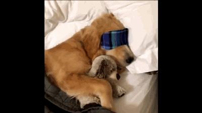 金毛犬哪个品种比较好养,金毛来了只不速之客