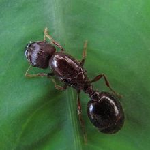 大型蚁类虫子带翅膀,全异巨首蚁各种种类蚂蚁体型