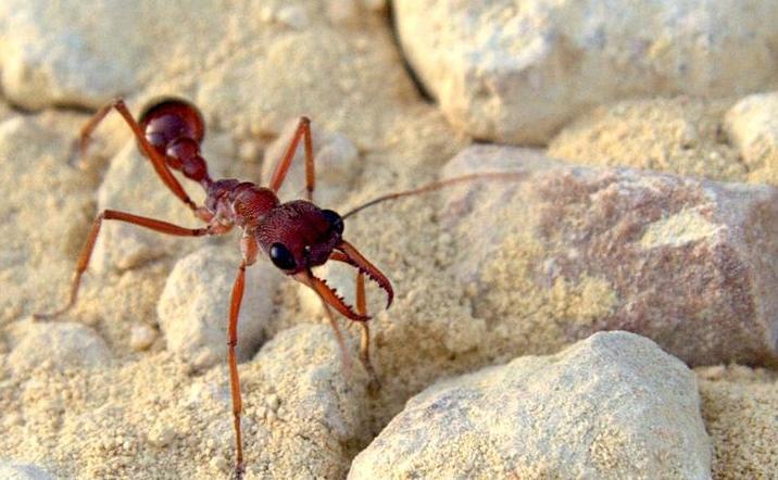 大型蚁类虫子带翅膀,全异巨首蚁各种种类蚂蚁体型