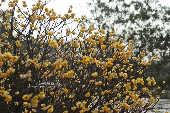 植物美图欣赏,仙气十足的植物图片