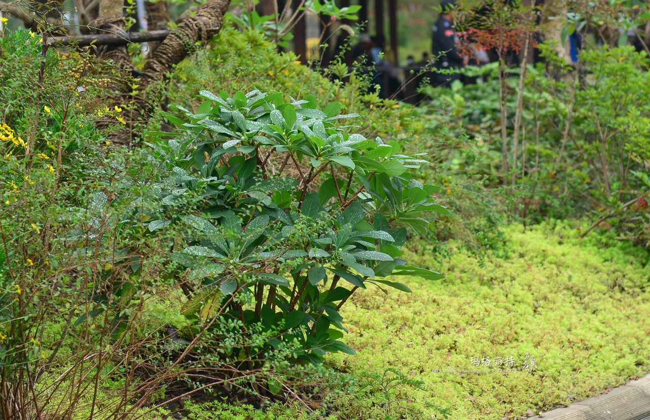 植物美图欣赏,仙气十足的植物图片