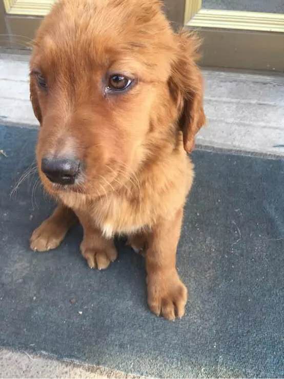 小孩该怎么对待金毛 (一岁多的金毛怎么教养他)