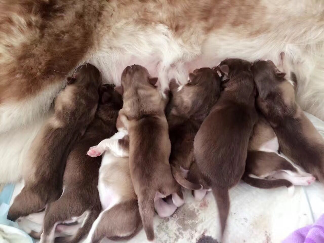 阿拉斯加临产,阿拉斯加拖主人4小时