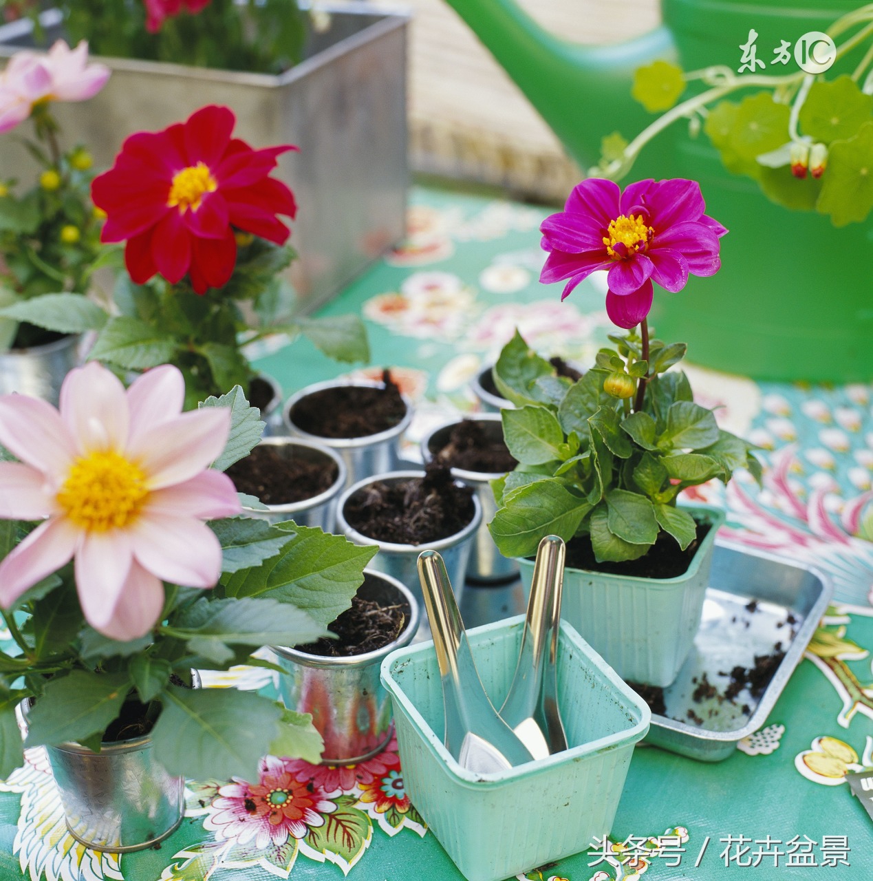 过期的药千万别扔它有大用途,过期药不要扔让它变为宝