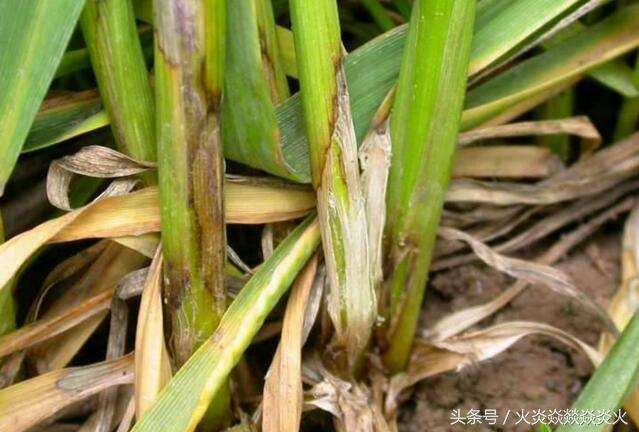 几招就能搞定小麦枯萎腐烂