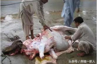 全国进口牛肉市场一览表,牛肉现在市场多少钱一斤