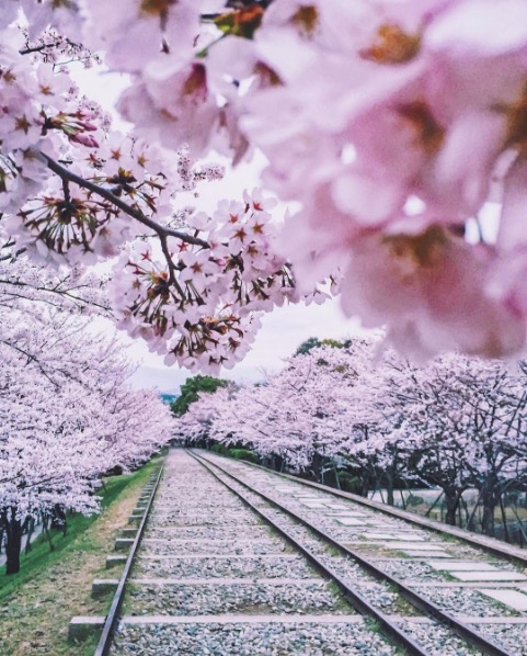 2019京都赏樱,京都樱地之花开时间