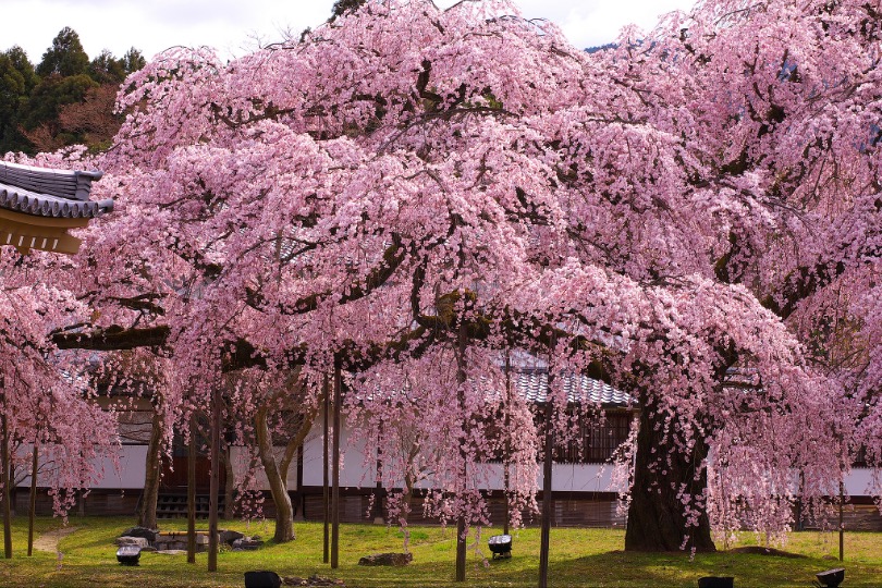 2019京都赏樱,京都樱地之花开时间