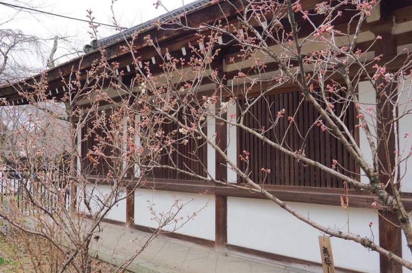 2019京都赏樱,京都樱地之花开时间