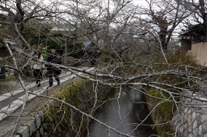 2019京都赏樱,京都樱地之花开时间