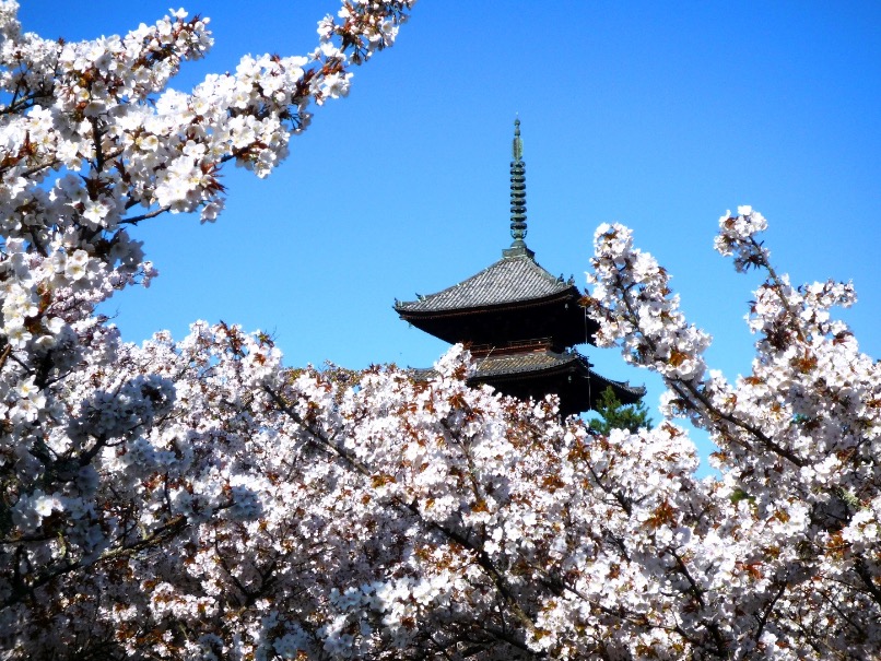 2019京都赏樱,京都樱地之花开时间