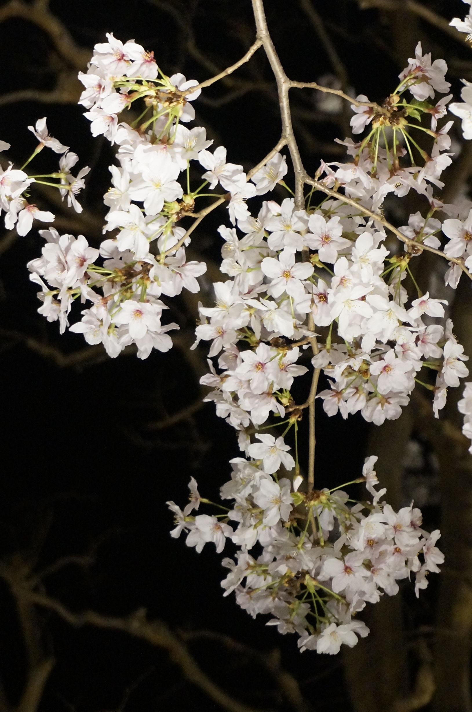 2019京都赏樱,京都樱地之花开时间