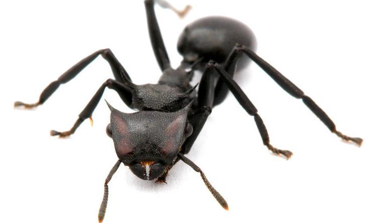 大型蚁类虫子带翅膀,全异巨首蚁各种种类蚂蚁体型