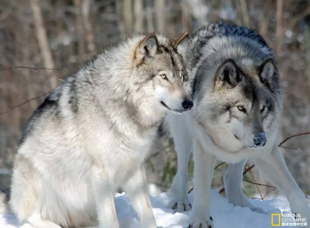 国家地理摄影图片冬天,中国国家地理景观冬季