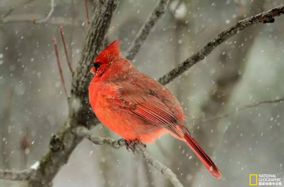 国家地理摄影图片冬天,中国国家地理景观冬季