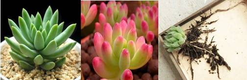 多肉植物土壤选购技巧图片,新手如何挑选多肉植物