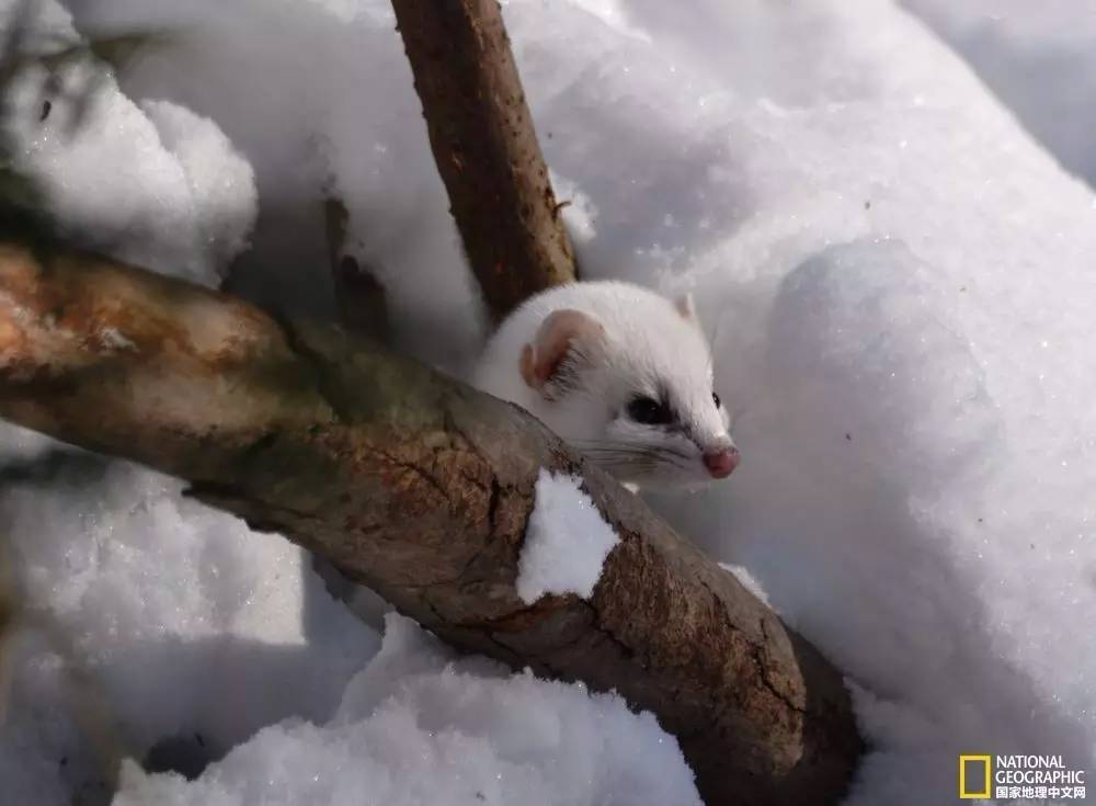 国家地理摄影图片冬天,中国国家地理景观冬季