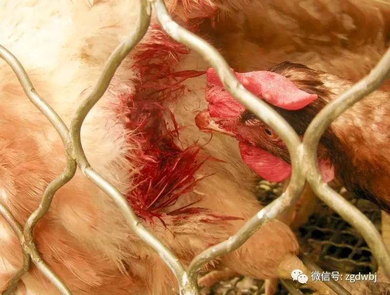 鸡啄癖症的发生与防控措施