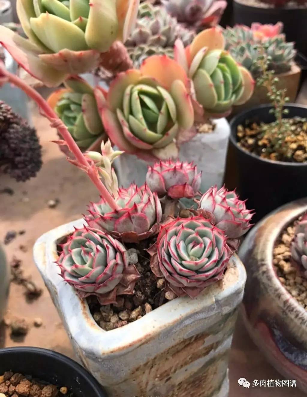 今天，你爱国了吗？写给爱多肉的你~