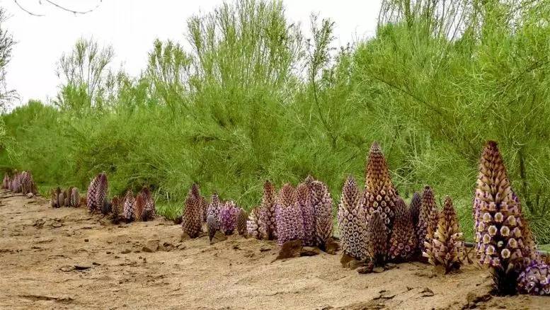 且末县2023年重点项目招标,且末县30万亩土地开发项目