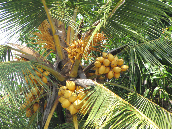 斯里兰卡“人文旅游”攻略综述