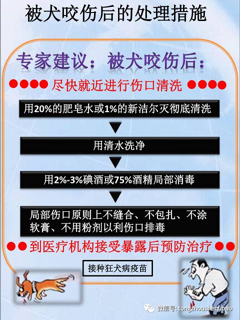 打算养狗需要准备什么,南京正规给狗打疫苗的地方