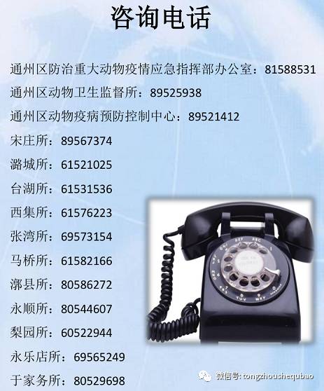 打算养狗需要准备什么,南京正规给狗打疫苗的地方