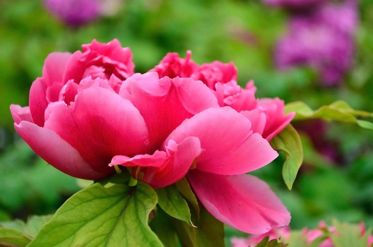 20件花开单品，做最美赏花人