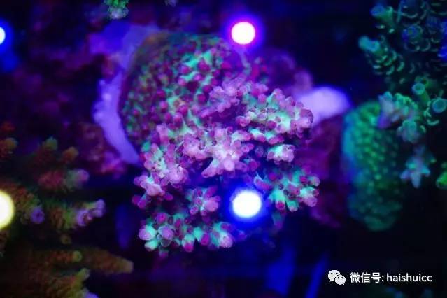 whatsapp显示版本过低,ph不超过1.8的原因