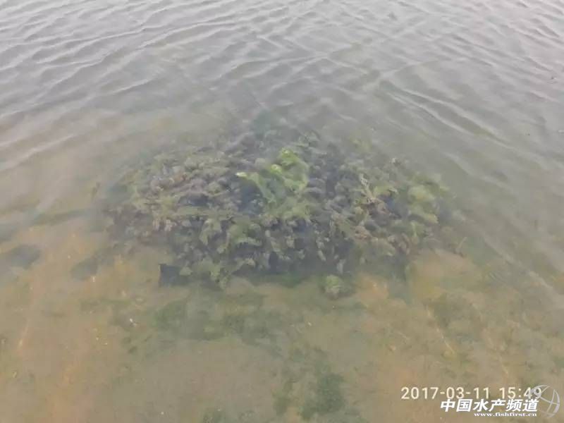 蟹塘低温青苔如何防治,早期蟹塘青苔怎么处理