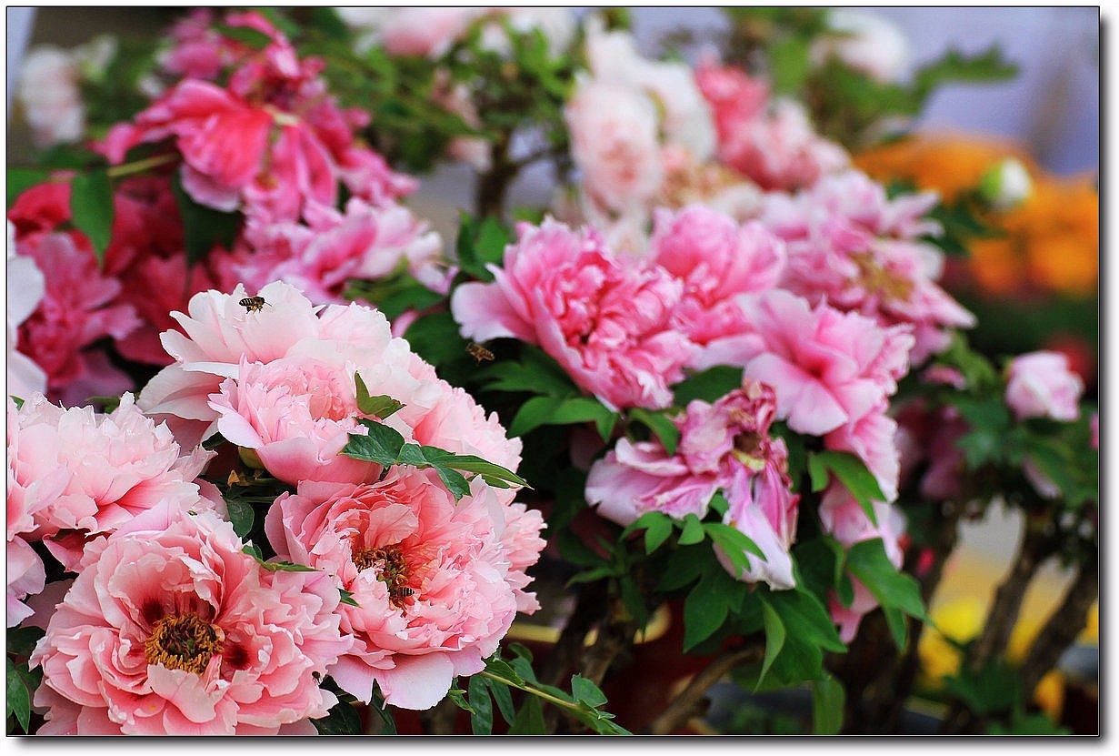 20件花开单品，做最美赏花人