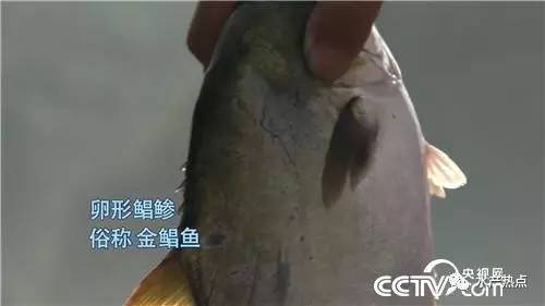 养鱼赚钱的真实案例,如何靠养鱼赚钱