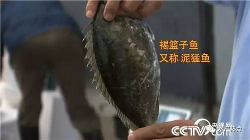 养鱼赚钱的真实案例,如何靠养鱼赚钱