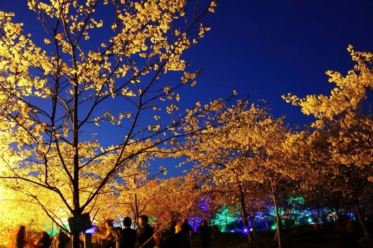 20件花开单品，做最美赏花人