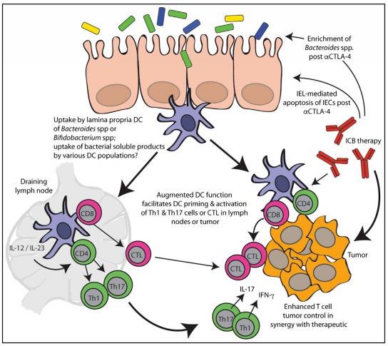 癌症免疫疗法nature (肿瘤免疫治疗nature)