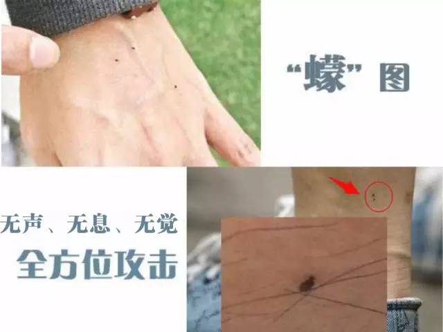 蠓虫不吸血怎么活,蠓虫最怕什么怎么防