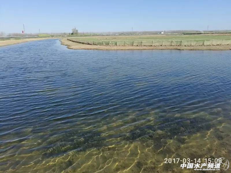 蟹塘低温青苔如何防治,早期蟹塘青苔怎么处理